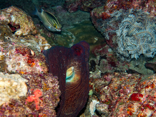 Giant octopus hire in hard coral.