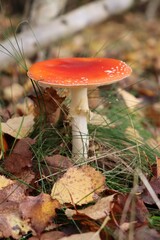 fly agaric (Amanita muscaria) in autumn forest