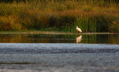 Common spoonbill in wetland. Platalea leucorodia.