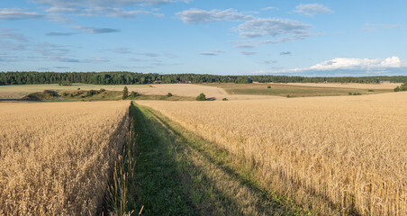 Obraz premium A typically Swedish rural farmland scene in sunset