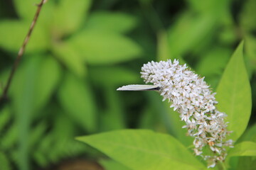 オカトラノオの蜜を吸うスジグロシロチョウ