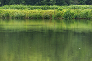 Obraz premium lake in the forest