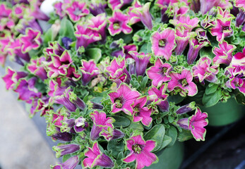 pink and green petunia 