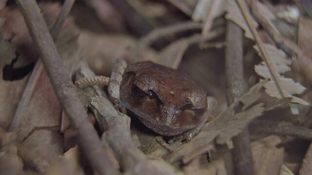 Spotted Litter Frog (Leptobrachium hendricksoni) camouflage hiding among dried leaves and branch in jungle. Night safari in tropical rainforest. Close up.