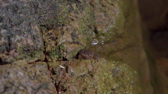 Kuhl's Creek Frog (Limnonectes kuhlii) sitting on rock near mountain stream creek water flowing in the forest. Close up. Night safari at Malaysia National Park Tropical Rainforest, Gunung Lambak