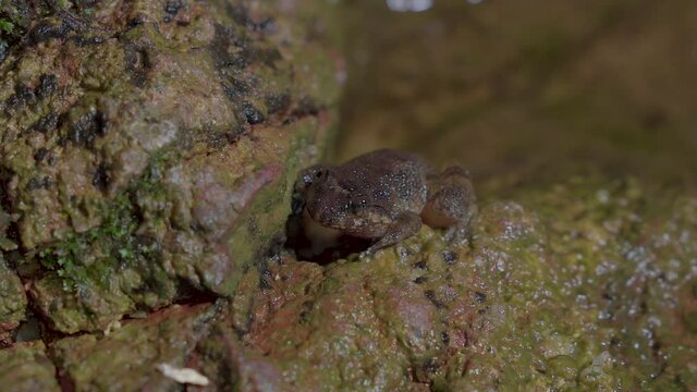 Kuhl's Creek Frog (Limnonectes kuhlii) sitting on rock near mountain stream creek water flowing in the forest. Close up. Night safari at Malaysia National Park Tropical Rainforest, Gunung Lambak
