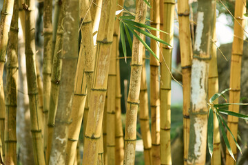 yellow bamboo forest background