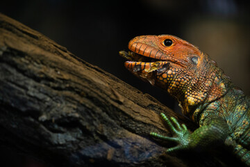 Naklejka premium dracena crocodile lizard eats snails