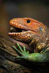 dracena crocodile lizard eats snails