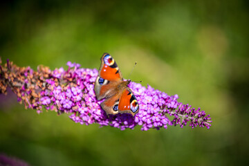 peacock butterfly on a flower