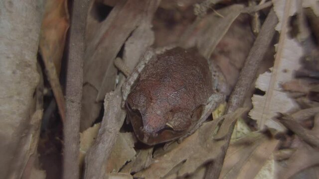 Spotted Litter Frog (Leptobrachium hendricksoni) camouflage hiding among dried leaves and branch in jungle. Night safari in tropical rainforest. Close up.