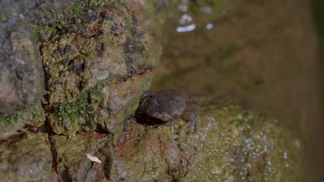 Kuhl's Creek Frog (Limnonectes kuhlii) sitting on rock near mountain stream creek water flowing in the forest. Close up. Night safari at Malaysia National Park Tropical Rainforest, Gunung Lambak