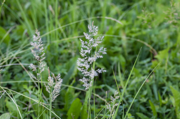 close up of flowers