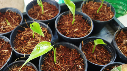 The sapling of the Monstera Giant tree.