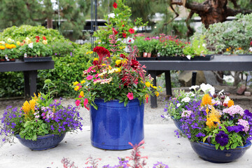 potted garden flowers
