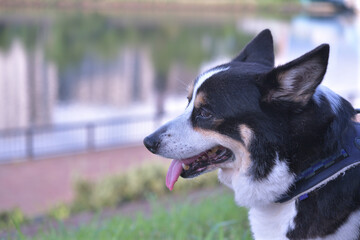 水辺を背景に舌を出した黒いコーギー犬の横顔