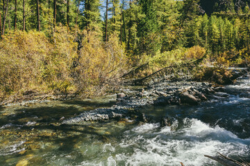 Scenic alpine landscape with mountain river in wild autumn forest in sunshine. Vivid autumn scenery with beautiful river among trees and thickets in sunny day. Mountain brook in woods in fall time.