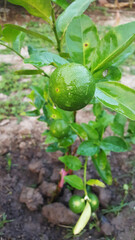 lemon in the garden