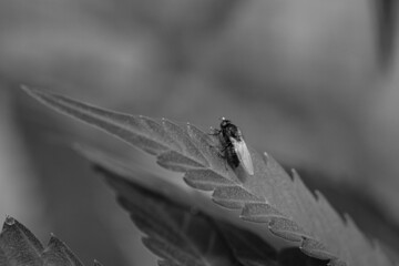 small fly on cannabis leaf. Black and white.