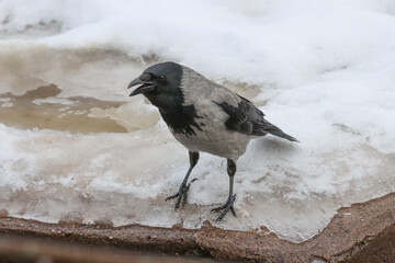 City bird crow.