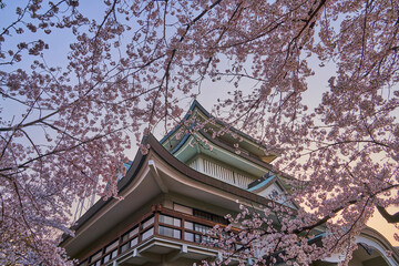 桜咲く小牧山城天守