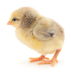 Obraz premium Small yellow chicken