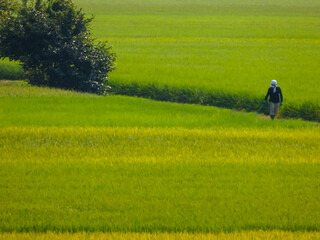 夏の農作業　お疲れ様です