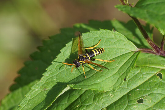 Figwort Sawfly (Tenthredo scrophulariae), family Common sawflies (Tenthredinidae) on a leaf of Common figwort (Scrophularia nodosa), figwort family (Scrophulariaceae). Dutch garden, August.