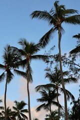 Obraz na płótnie Canvas tropical palms on the background of the sky during dawn