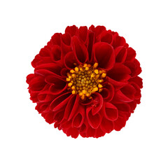 dahlia isolated on a white background