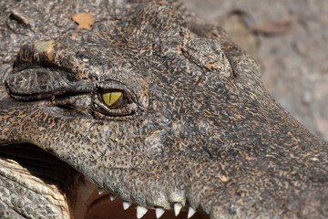 Obraz premium Close-up Head of Crocodile was Sunbathing Isolated on Background