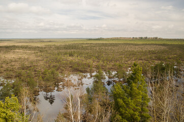 Teicu Nature Reserve is the largest nature reserve in Latvia. Teicu bog in spring day.