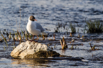 Brown-hooded gull stands on a rock in the river.