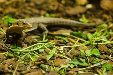 The little lizard is standing and watching.