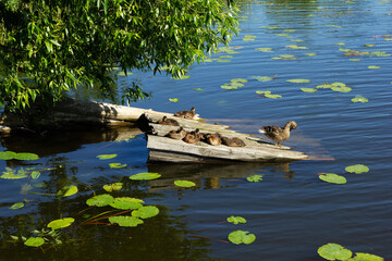 Duck and ducklings in the sun. Duck and ducklings on the river bank. Waterfowl on the water. Duck and ducklings among the water lilies.