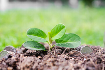 Small tree with thai coin on soil with green blur bakground. tree growth and saving cash money. planing earn investment finance future for 2022 new year and environmental nature concept.