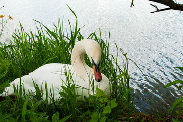 White swan onlake shore. Swan on beach. Swan on shore