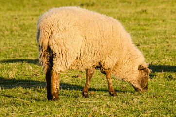 Sheep grazing in a meadow.