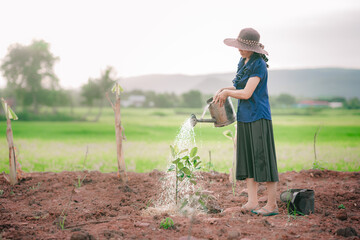 Women watering the tree on ground in organic farm in rural