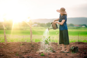 Women watering the tree on ground in organic farm in rural