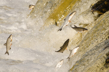 Fototapeta premium Fishes go for spawning upstream. Vimba jumps over waterfall on the Venta River. Kuldiga, Latvia.