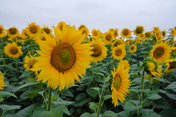 Scenic View Of Sunflower Field Against Sky During Sunset. 