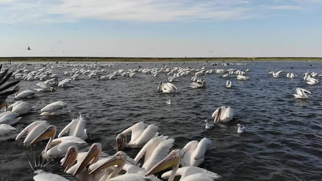 Kalmykia, nature reserve. The pelican colony feeds on the water.