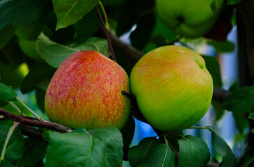 Green branch of apple tree with leaves and red ripe fruits apples in the garden. Fresh and juicy apples ready for harvest. Rural landscape, Orchard. 