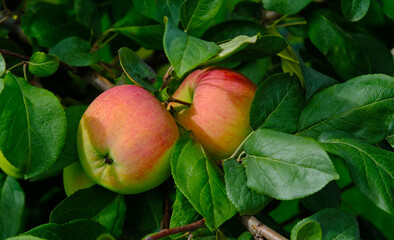 Green branch of apple tree with leaves and red ripe fruits apples in the garden. Fresh and juicy apples ready for harvest. Rural landscape, Orchard. 