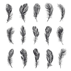 Feathers on white background. Hand drawn sketch style.	
