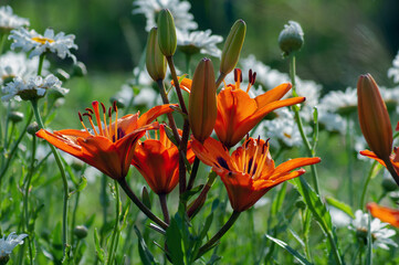 orange flowers in the garden