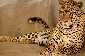 African leopard rests on the ground. This leopard lives in the zoo
