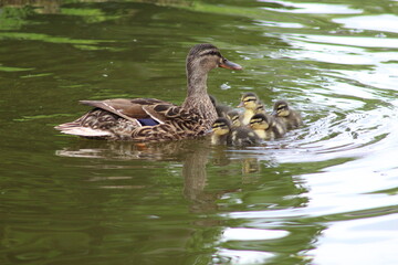 Ducklings