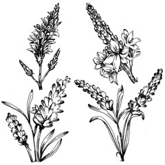 Lavender Isolated sketch illustration. Hand drawn element for wedding herb, plant or monogram with elegant leaves for invitation save the date card design. Botanical rustic trendy greenery.